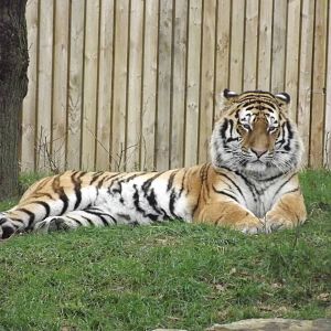 Amur Tiger at Yorkshire Wildlife Park 18/02/12