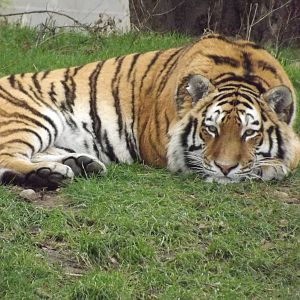Amur Tiger at Yorkshire Wildlife Park 18/02/12