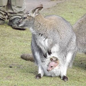 Bennett's Wallaby at Yorkshire Wildlife Park 18/02/12