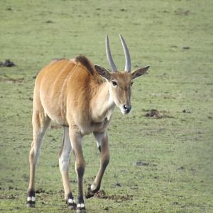 Eland at Yorkshire Wildlife Park 18/02/12