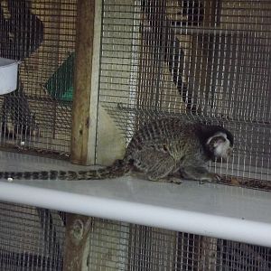 Common Marmoset at Yorkshire Wildlife Park 18/02/12