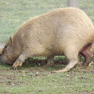Capybara at Yorkshire Wildlife Park 18/02/12