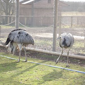 Darwin's Rheas at Yorkshire Wildlife Park 18/02/12