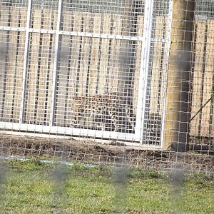 Amur Leopard at Yorkshire Wildlife Park 18/02/12