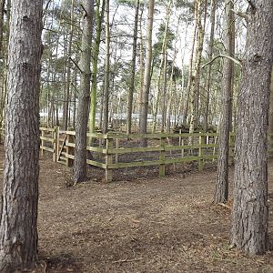 Red River Hog enclosure at Yorkshire Wildlife Park 18/02/12