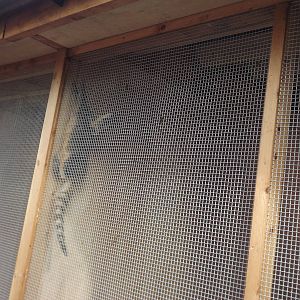 Ring tailed Coati at Yorkshire Wildlife Park 18/02/12