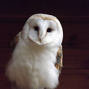 Barn Owl at Yorkshire Wildlife Park 18/02/12