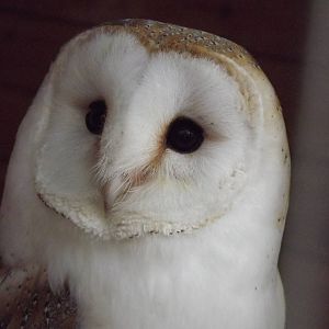 Barn Owl at Yorkshire Wildlife Park 18/02/12