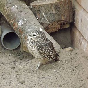 Burrowing Owl at Yorkshire Wildlife Park 18/02/12