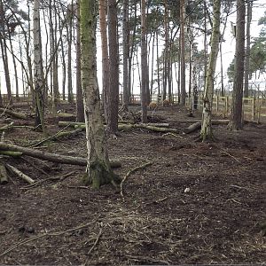 Red River Hog enclosure at Yorkshire Wildlife Park 18/02/12