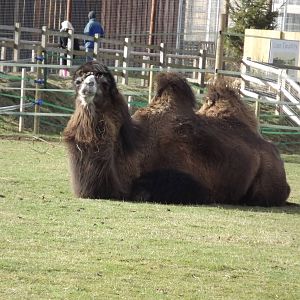 Bactrian Camel at Yorkshire Wildlife Park 18/02/12