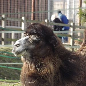 Bactrian Camel at Yorkshire Wildlife Park 18/02/12