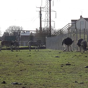 African Plains at Yorkshire Wildlife Park 18/02/12