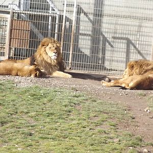 African Lions at Yorkshire Wildlife Park 18/02/12