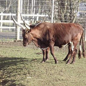 Ankole Cattle at Yorkshire Wildlife Park 18/02/12