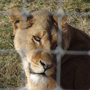 African Lion at Yorkshire Wildlife Park 18/02/12