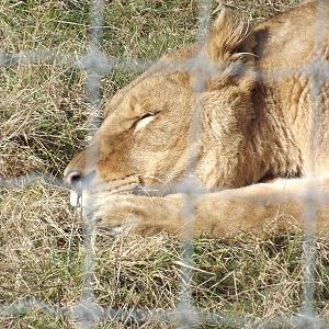 African Lion at Yorkshire Wildlife Park 18/02/12