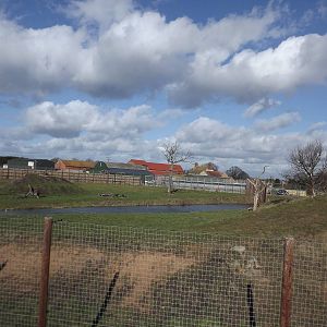 Lion Country at Yorkshire Wildlife Park 18/02/12