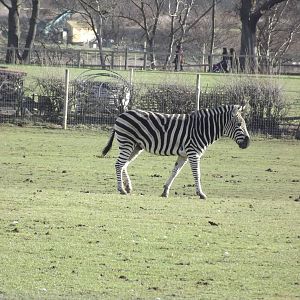 Chapman's Zebra at Yorkshire Wildlife Park 18/02/12