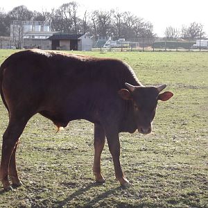 Ankole Cattle at Yorkshire Wildlife Park 18/02/12