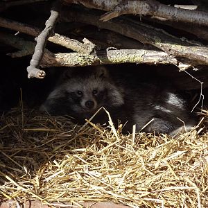Raccoon Dog at Yorkshire Wildlife Park 18/02/12