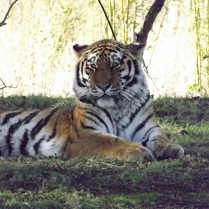 Amur Tiger at Yorkshire Wildlife Park 18/02/12
