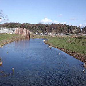Lion Country at Yorkshire Wildlife Park 18/02/12