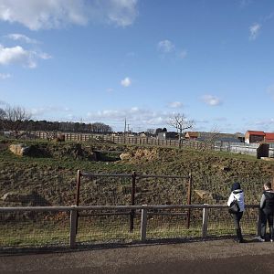 Lion Country at Yorkshire Wildlife Park 18/02/12