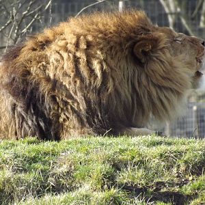 African Lion at Yorkshire Wildlife Park 18/02/12
