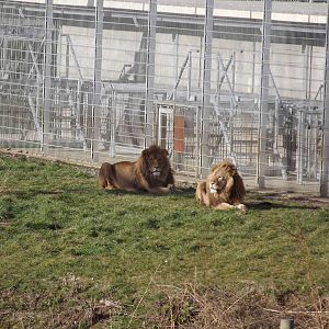 African Lions at Yorkshire Wildlife Park 18/02/12