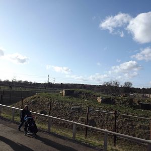 Lion Country at Yorkshire Wildlife Park 18/02/12