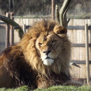 African Lion at Yorkshire Wildlife Park 18/02/12