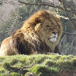 African Lion at Yorkshire Wildlife Park 18/02/12