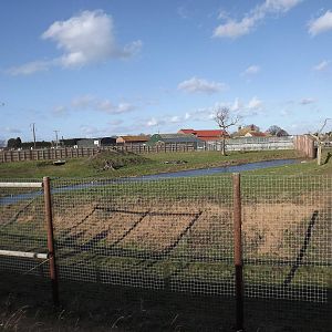 Lion Country at Yorkshire Wildlife Park 18/02/12