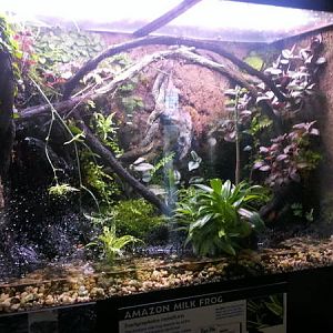 Feb. 2012-Amazon Milk Frog exhibit