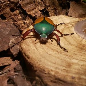 Feb. 2012-Jade-headed Buffalo Beetle