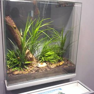 Feb. 2012-Jade-headed Buffalo Beetle exhibit