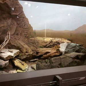 Feb. 2012-Spiny Blue Lizard exhibit