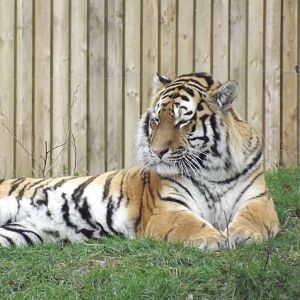 Amur Tiger at Yorkshire Wildlife Park 18/02/12