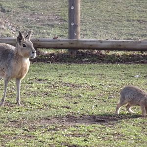 Patagonian Mara at Yorkshire Wildlife Park 18/02/12