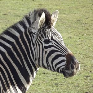 Chapman's Zebra at Yorkshire Wildlife Park 18/02/12