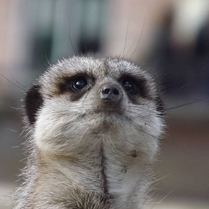 Meerkat at Yorkshire Wildlife Park 18/02/12