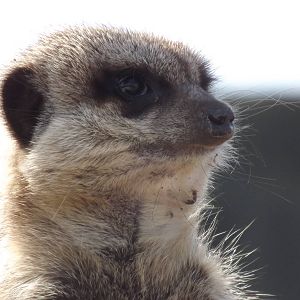 Meerkat at Yorkshire Wildlife Park 18/02/12