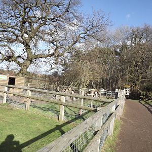 Raccoon Dog exhibit at Yorkshire Wildlife Park 18/02/12
