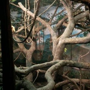 Feb. 2012-White-handed Gibbon/Sumatran Orangutan bedroom
