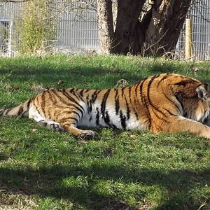Amur Tiger at Yorkshire Wildlife Park 18/02/12