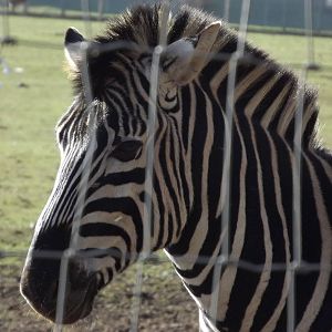 Chapman's Zebra at Yorkshire Wildlife Park 18/02/12