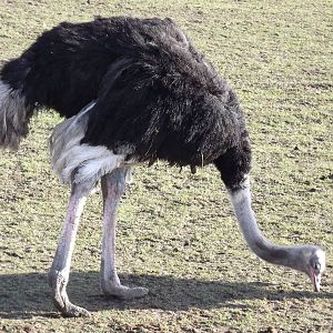 Ostrich at Yorkshire Wildlife Park 18/02/12