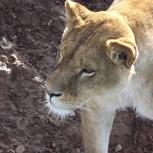 African Lioness at Yorkshire Wildlife Park 18/02/12