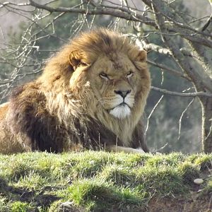 African Lion at Yorkshire Wildlife Park 18/02/12